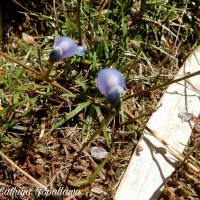 <i>Utricularia reticulata</i>  Sm.